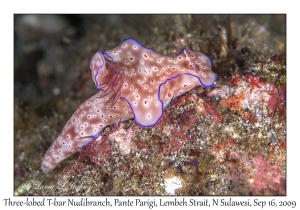 Three-lobed T-bar Nudibranch