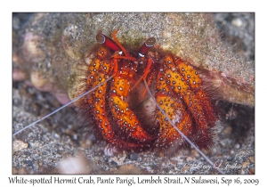 White-spotted Hermit Crab