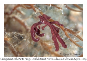 Orangutan Crab