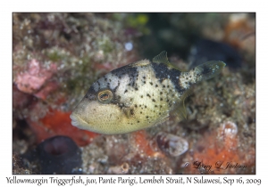 Yellowmargin Triggerfish