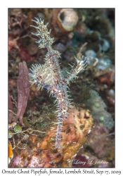 Ornate Ghost Pipefish