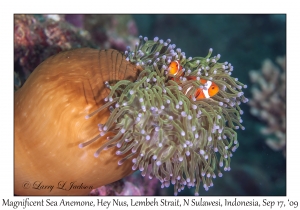 Magnificent Sea Anemone