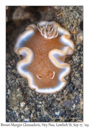 Brown Margin Glossodoris