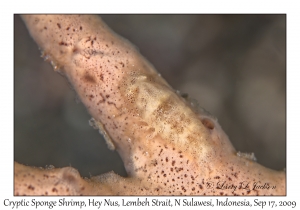 Cryptic Sponge Shrimp