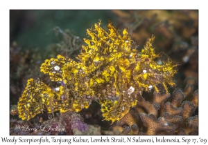 Weedy Scorpionfish