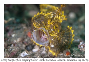 Weedy Scorpionfish