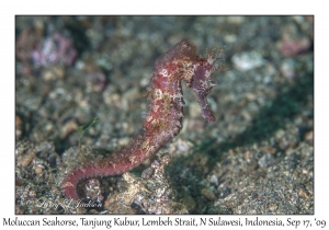 Moluccan Seahorse