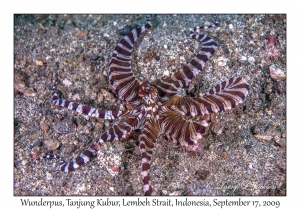 Wunderpus