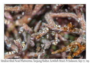 Undescribed Acoel Flatworms