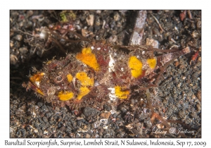 Bandtail Scorpionfish