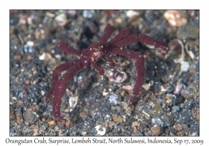 Orangutan Crab