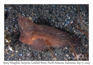 Spiny Waspfish