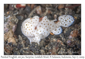 Painted Frogfish