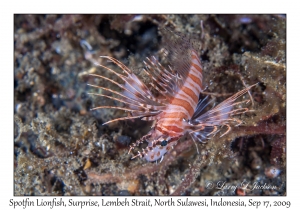 Spotfin Lionfish