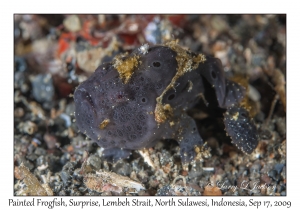 Painted Frogfish