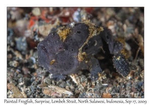 Painted Frogfish