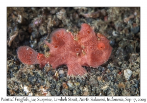 Painted Frogfish