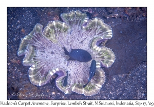 Haddon's Carpet Anemone