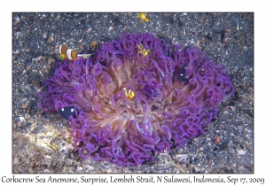 Corkscrew Sea Anemone