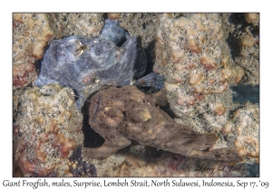 Giant Frogfish