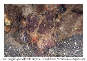 Giant Frogfish