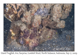 Giant Frogfish