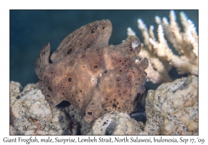 Giant Frogfish