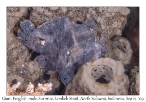 Giant Frogfish