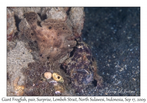 Giant Frogfish