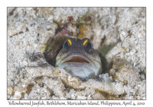 Yellowbarred Jawfish