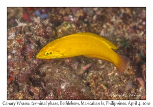 Canary Wrasse