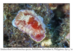 Undescribed Goniobranchus