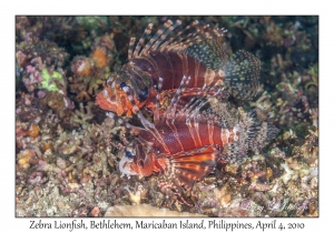 Zebra Lionfish