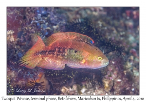 Twospot Wrasse