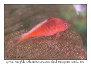 Lyretail Hawkfish