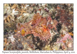 Papuan Scorpionfish