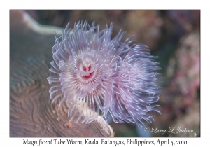 Magnificent Tube Worm