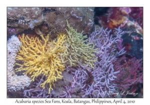 Sea Fans