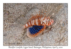 Blackfin Lionfish