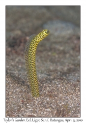 Taylor's Garden Eel