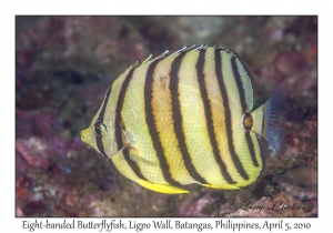 Eight-banded Butterflyfish