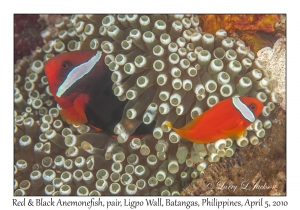 Red & Black Anemonefish