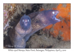 White-eyed Morays