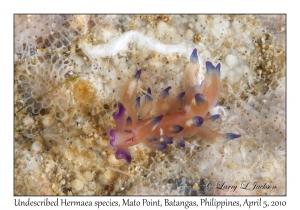 Undescribed Hermaea species