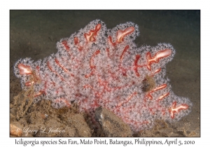 Sea Fan