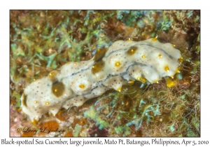 Blackspotted Sea Cucumber