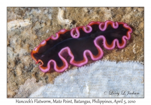 Hancock's Flatworm