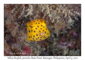 Yellow Boxfish