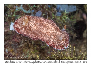 Reticulate Goniobranchus