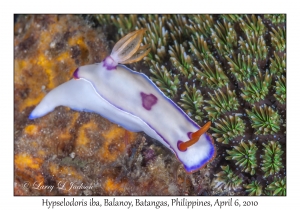 Hypselodoris iba